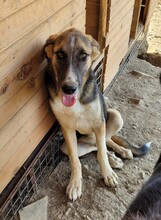 PIEDRO, Hund, Mischlingshund in Türkei - Bild 3