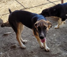 PIEDRO, Hund, Mischlingshund in Türkei - Bild 4