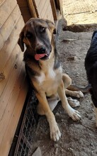 PIEDRO, Hund, Mischlingshund in Türkei - Bild 5