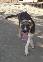 PIEDRO, Hund, Mischlingshund in Türkei - Bild 7