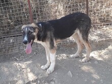 PIEDRO, Hund, Mischlingshund in Türkei - Bild 8