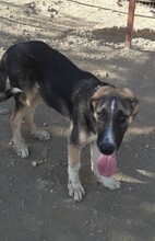 PIEDRO, Hund, Mischlingshund in Türkei - Bild 9