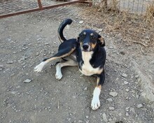CASSY, Hund, Mischlingshund in Türkei - Bild 1