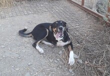 CASSY, Hund, Mischlingshund in Türkei - Bild 10