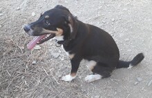 CASSY, Hund, Mischlingshund in Türkei - Bild 11