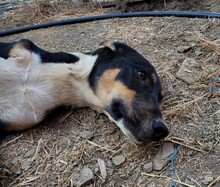 CASSY, Hund, Mischlingshund in Türkei - Bild 2
