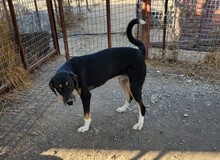 CASSY, Hund, Mischlingshund in Türkei - Bild 3