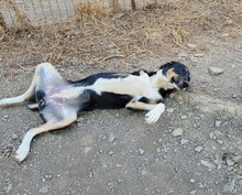 CASSY, Hund, Mischlingshund in Türkei - Bild 4