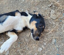 CASSY, Hund, Mischlingshund in Türkei - Bild 5