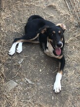 CASSY, Hund, Mischlingshund in Türkei - Bild 6