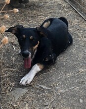 CASSY, Hund, Mischlingshund in Türkei - Bild 7