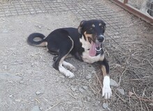 CASSY, Hund, Mischlingshund in Türkei - Bild 9