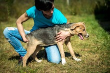 CORA, Hund, Mischlingshund in Ungarn - Bild 3
