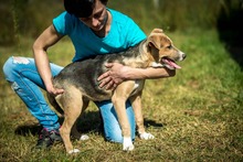 CORA, Hund, Mischlingshund in Ungarn - Bild 4