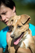 CORA, Hund, Mischlingshund in Ungarn - Bild 6