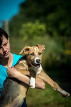 CORA, Hund, Mischlingshund in Ungarn - Bild 7