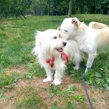 CLYDE, Hund, Mischlingshund in Bosnien und Herzegowina - Bild 6