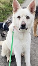 PRINCE, Hund, Mischlingshund in Düsseldorf - Bild 11