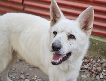 PRINCE, Hund, Mischlingshund in Düsseldorf - Bild 12