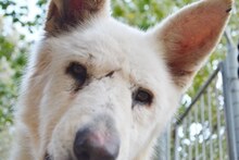 PRINCE, Hund, Mischlingshund in Düsseldorf - Bild 31