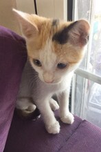 LEAH, Katze, Hauskatze in Griechenland - Bild 6