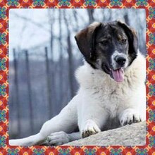 STELLA, Hund, Mischlingshund in Rumänien - Bild 1