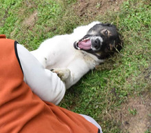 STELLA, Hund, Mischlingshund in Rumänien - Bild 10