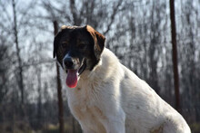 STELLA, Hund, Mischlingshund in Rumänien - Bild 11
