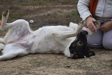 STELLA, Hund, Mischlingshund in Rumänien - Bild 12