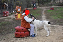 STELLA, Hund, Mischlingshund in Rumänien - Bild 13