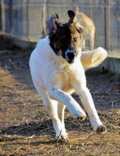 STELLA, Hund, Mischlingshund in Rumänien - Bild 3