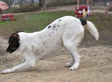 STELLA, Hund, Mischlingshund in Rumänien - Bild 4
