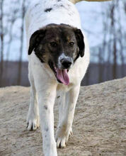 STELLA, Hund, Mischlingshund in Rumänien - Bild 5