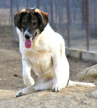 STELLA, Hund, Mischlingshund in Rumänien - Bild 8