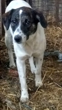 ROSA, Hund, Mischlingshund in Rumänien - Bild 2