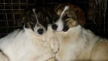 ROSA, Hund, Mischlingshund in Rumänien - Bild 4