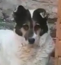 PETA, Hund, Mischlingshund in Rumänien - Bild 11