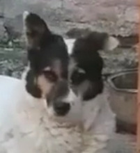 PETA, Hund, Mischlingshund in Rumänien - Bild 12