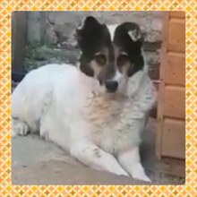 PETA, Hund, Mischlingshund in Rumänien - Bild 13