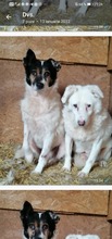 PETA, Hund, Mischlingshund in Rumänien - Bild 15