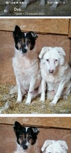 PETA, Hund, Mischlingshund in Rumänien - Bild 16