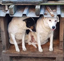 PETA, Hund, Mischlingshund in Rumänien - Bild 17