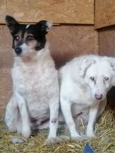 PETA, Hund, Mischlingshund in Rumänien - Bild 18