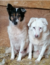 PETA, Hund, Mischlingshund in Rumänien - Bild 3