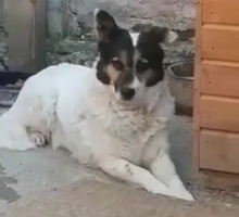 PETA, Hund, Mischlingshund in Rumänien - Bild 4