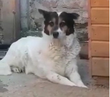 PETA, Hund, Mischlingshund in Rumänien - Bild 6