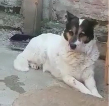 PETA, Hund, Mischlingshund in Rumänien - Bild 8