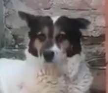 PETA, Hund, Mischlingshund in Rumänien - Bild 9