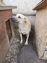 NONI, Hund, Mischlingshund in Rumänien - Bild 10