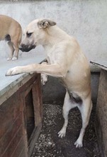 NONI, Hund, Mischlingshund in Rumänien - Bild 12